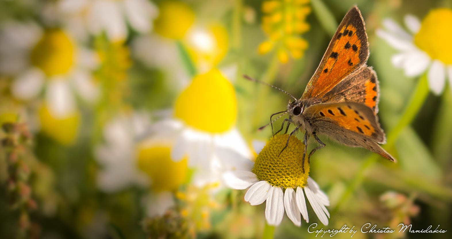 Sigma 105mm F2.8 EX DG OS HSM sample photo. Moth in to the sun photography