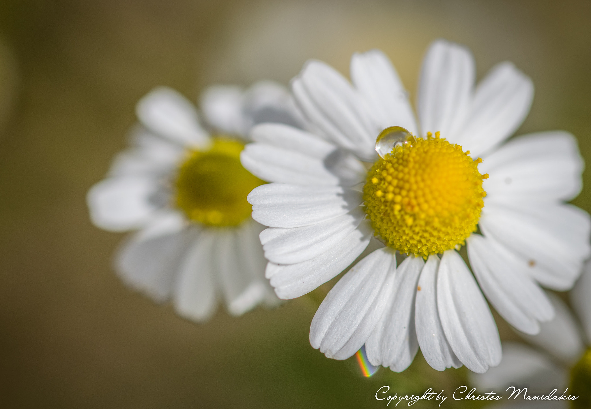 Sigma 105mm F2.8 EX DG OS HSM sample photo. Droplet photography