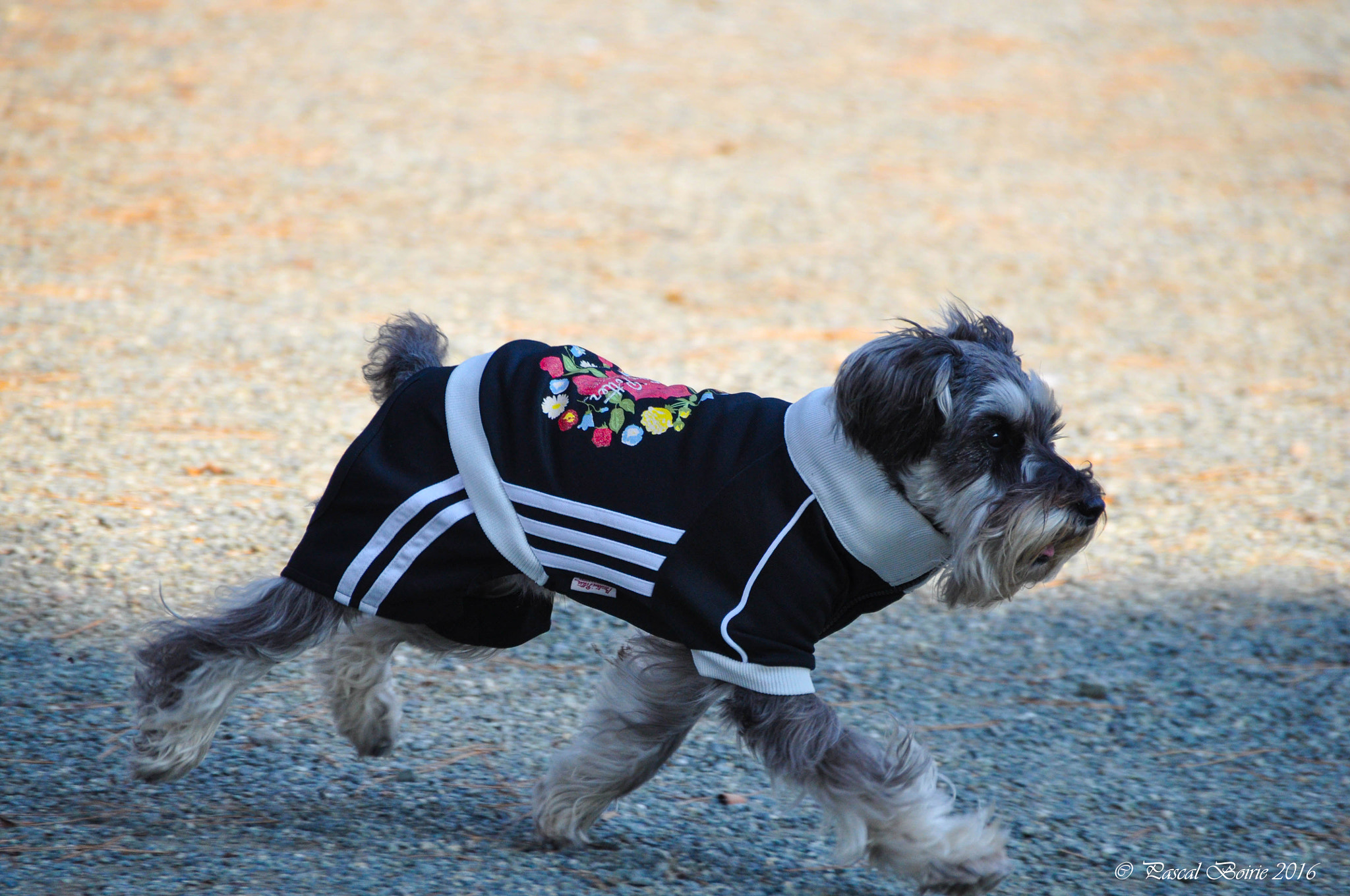 Sigma 18-250mm F3.5-6.3 DC OS HSM sample photo. Dog's life photography