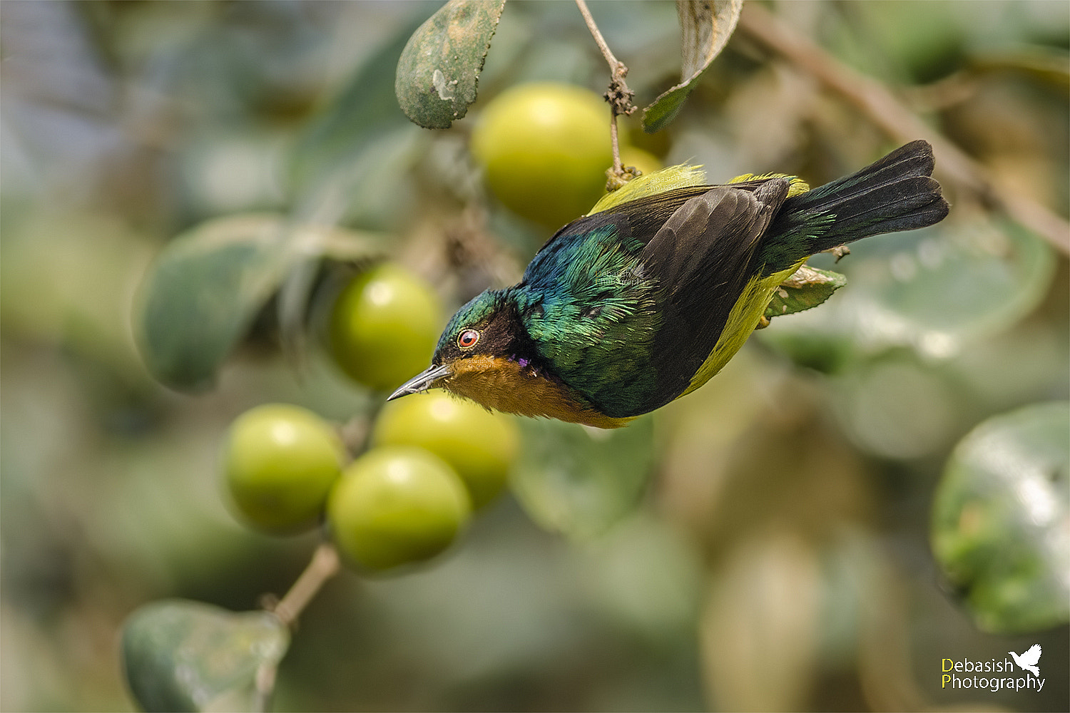 Nikon D7000 + Nikon AF-S Nikkor 300mm F4D ED-IF sample photo. Ruby-cheeked sunbird photography