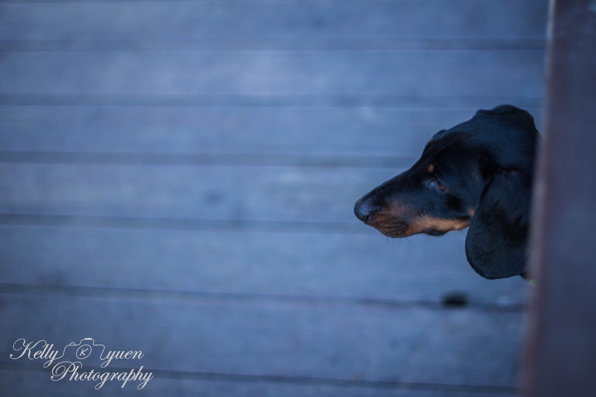 Canon EOS 1100D (EOS Rebel T3 / EOS Kiss X50) sample photo. Sausage dog eyeing up a hotdog! photography