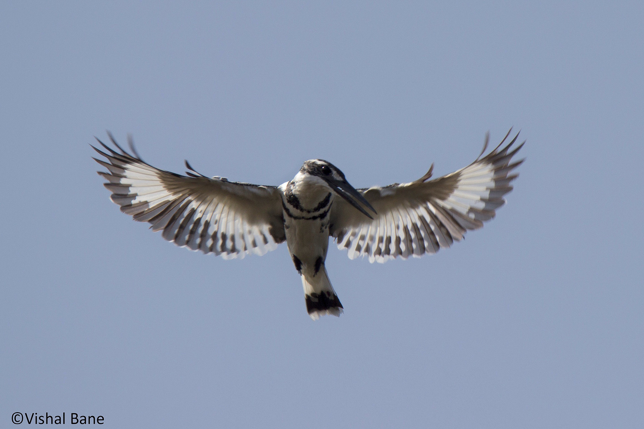 Tamron SP 150-600mm F5-6.3 Di VC USD sample photo. Pied kingfisher photography