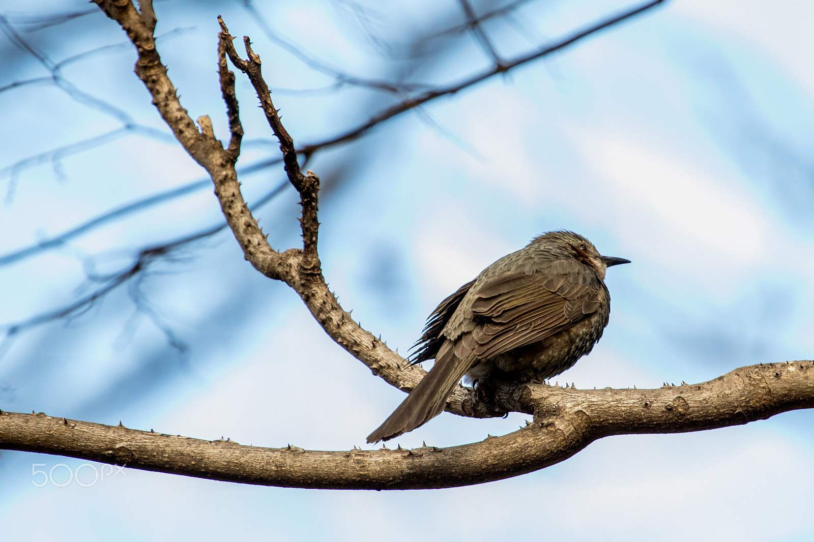 Canon EF 100-400mm F4.5-5.6L IS USM sample photo. Bird photography