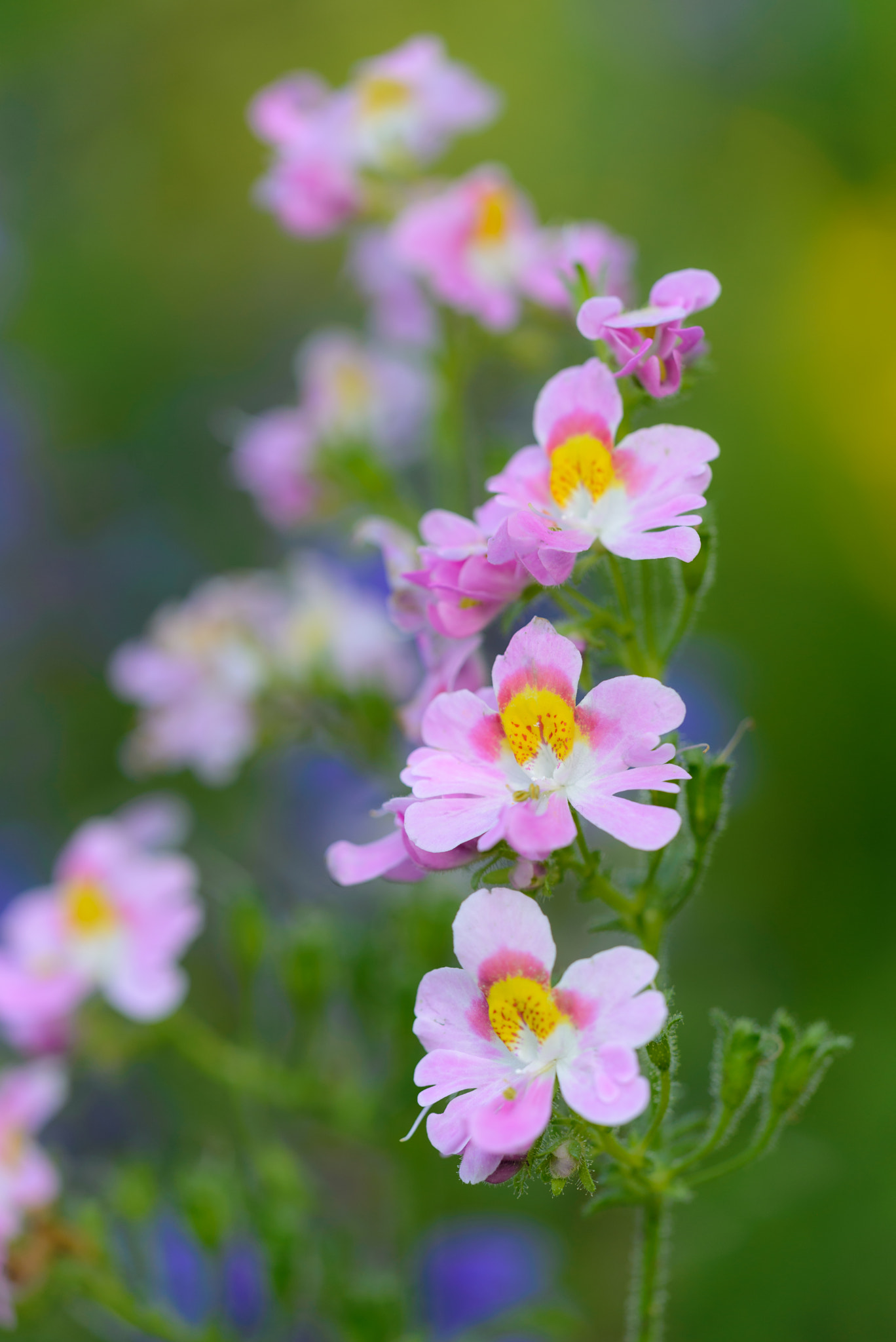 Sigma 150mm F2.8 EX DG Macro HSM sample photo. Tiny flowers photography