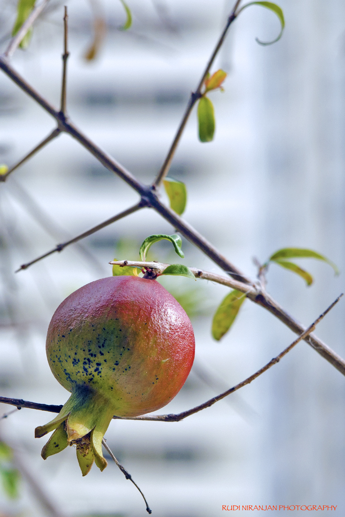 Tamron SP 24-70mm F2.8 Di VC USD sample photo. Ripe n ready... photography