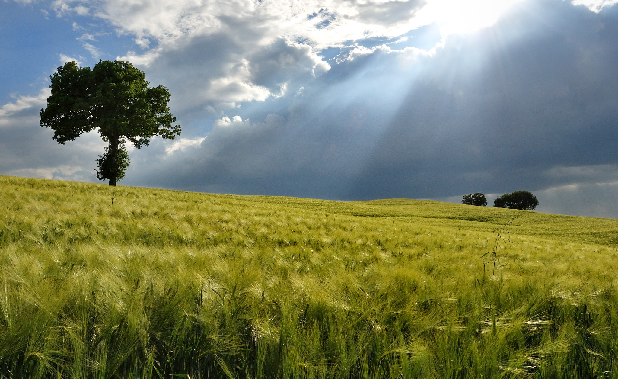 Nikon AF-S Nikkor 14-24mm F2.8G ED sample photo. The tree of life photography