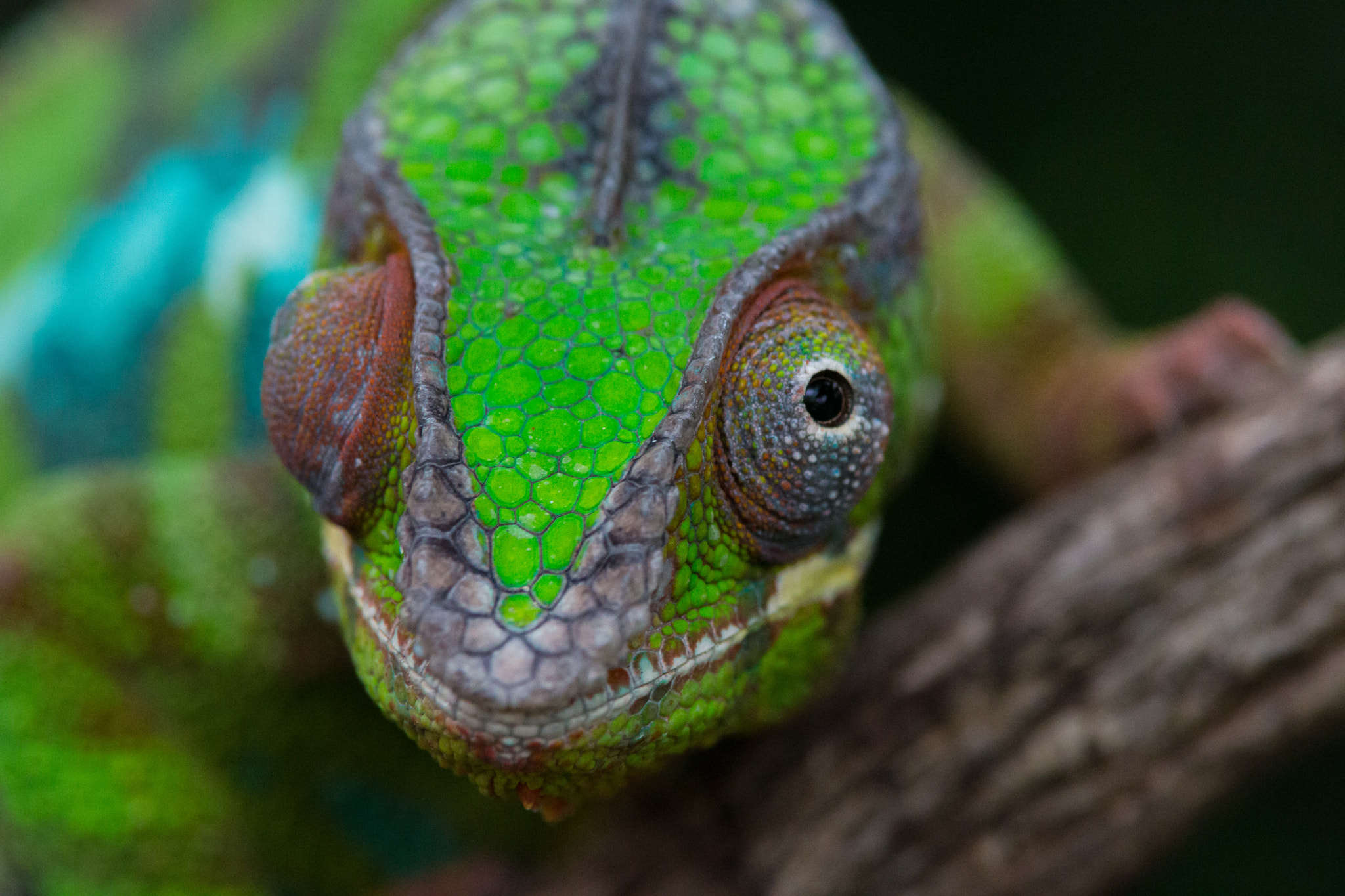 Canon EOS 70D + Tamron SP AF 70-200mm F2.8 Di LD (IF) MACRO sample photo. Felix becker animals photography