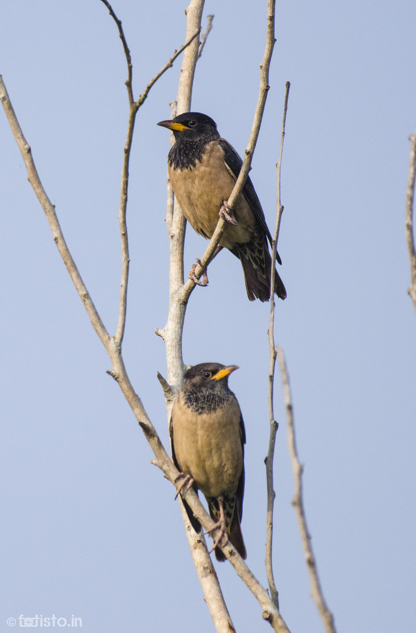 Nikon AF-S Nikkor 200-500mm F5.6E ED VR sample photo. Left! right! photography