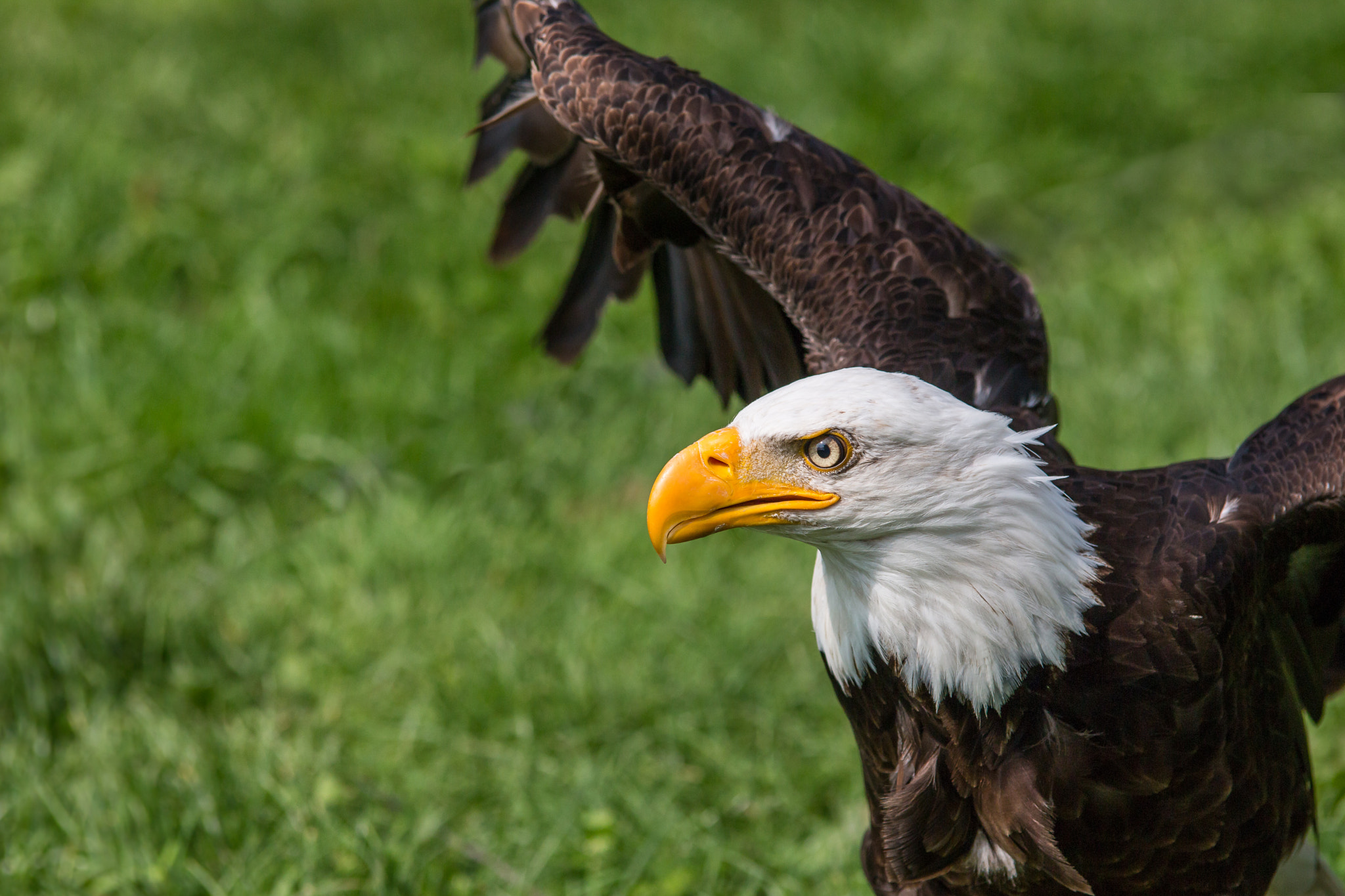 Canon EOS 70D + Tamron SP AF 70-200mm F2.8 Di LD (IF) MACRO sample photo. Felix becker animals photography