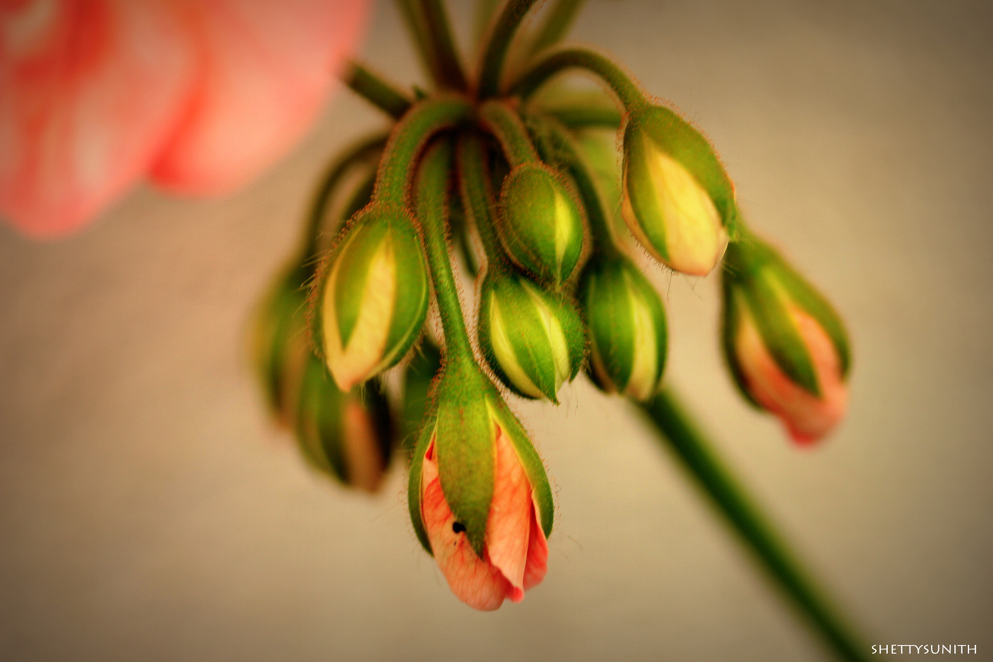 Canon EF-S 60mm F2.8 Macro USM sample photo. Blow of a whisper.. photography
