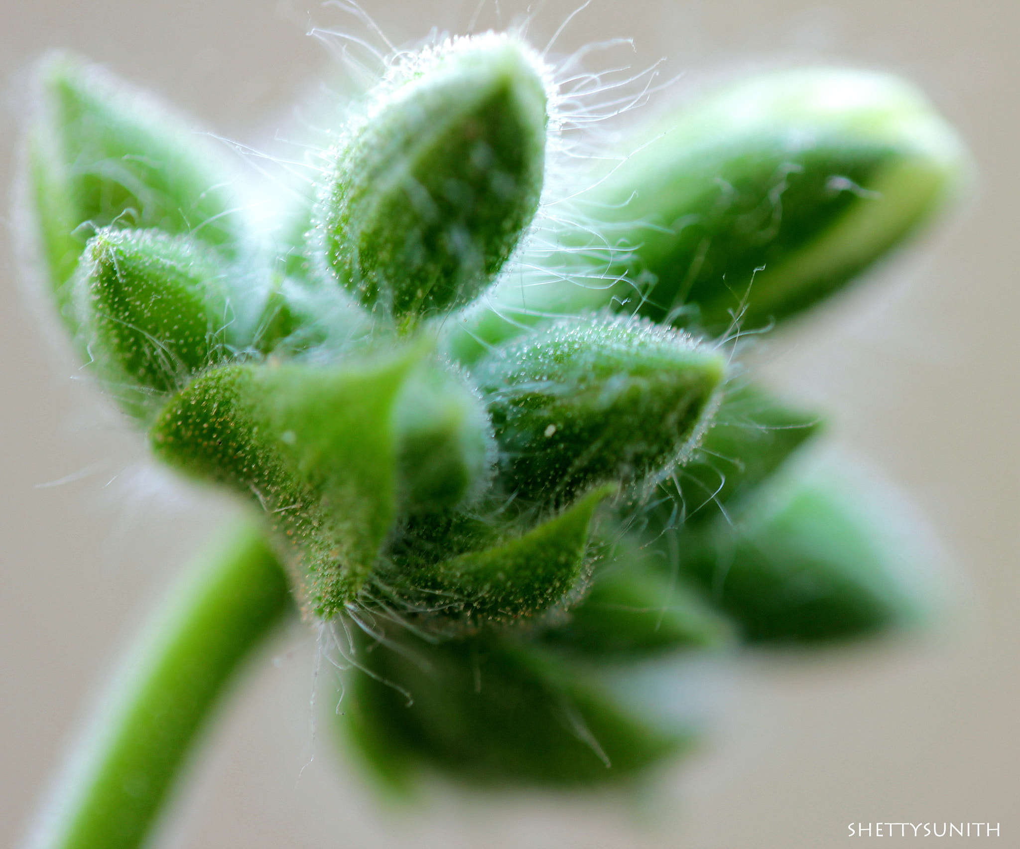 Canon EF-S 60mm F2.8 Macro USM sample photo. Blow of a whisper.. photography