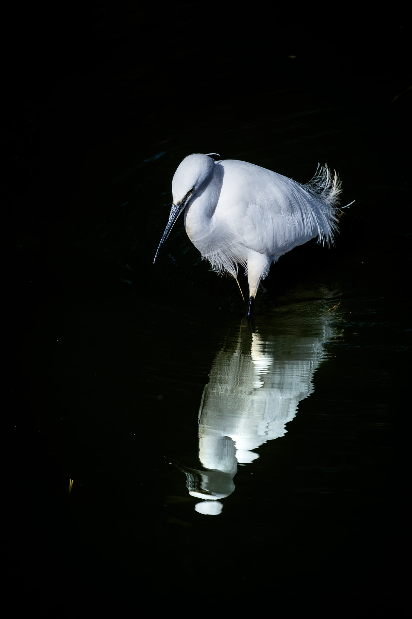 Sony FE 70-300mm F4.5-5.6 G OSS sample photo. Stealthy footsteps photography