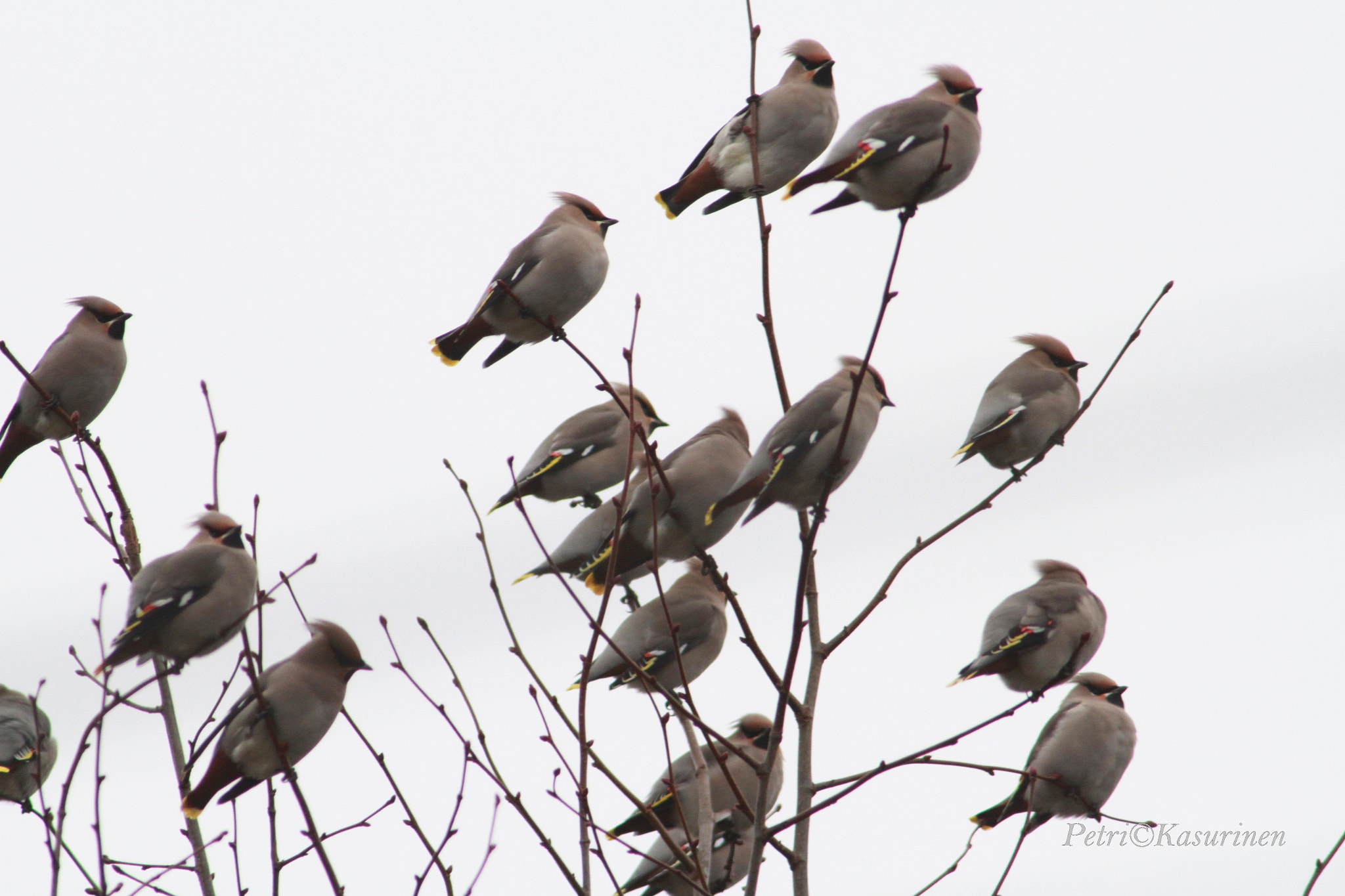 Canon EOS 7D sample photo. Waxwing photography