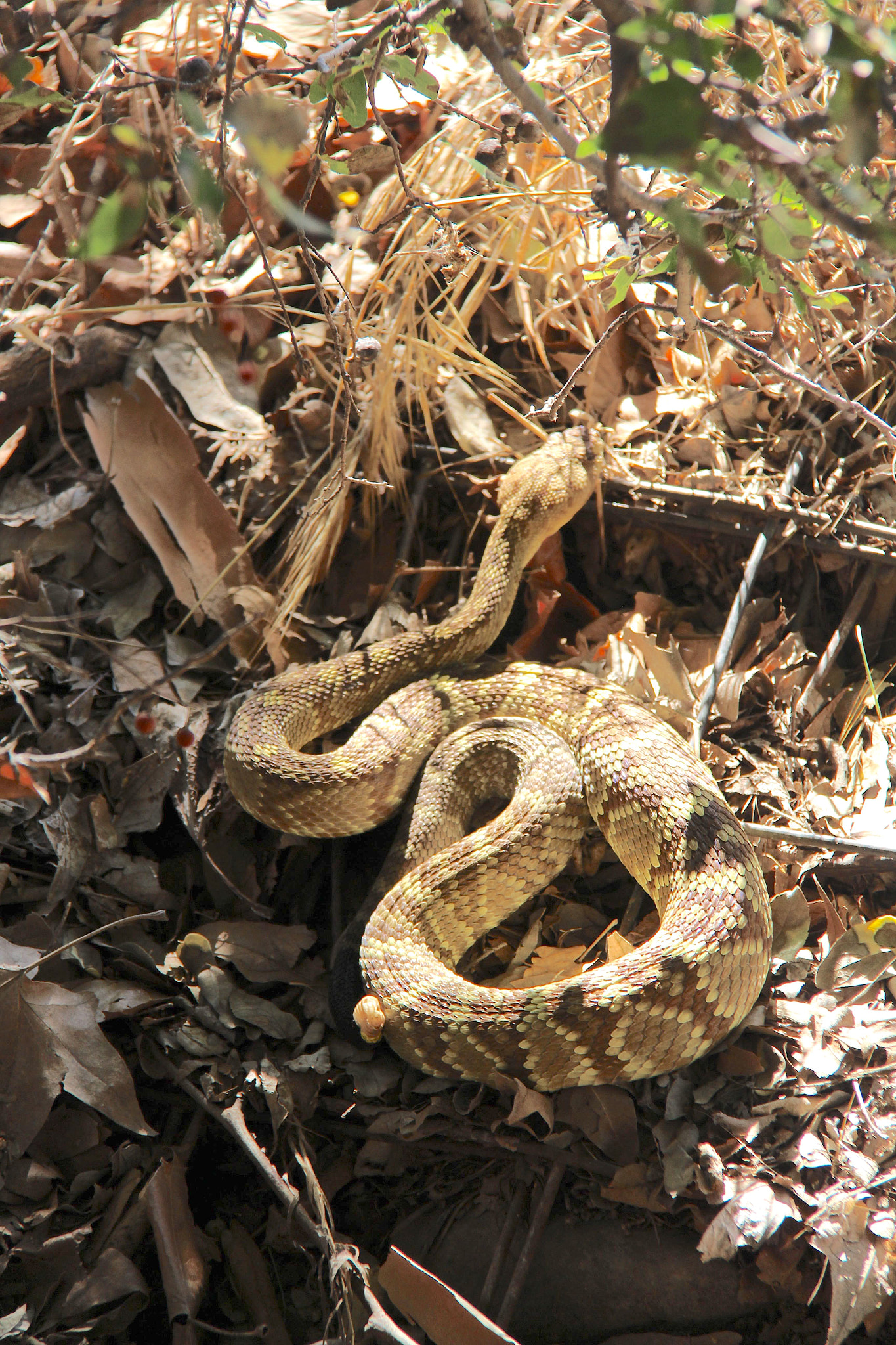 Canon EF-S 18-200mm F3.5-5.6 IS sample photo. Toxic snake photography