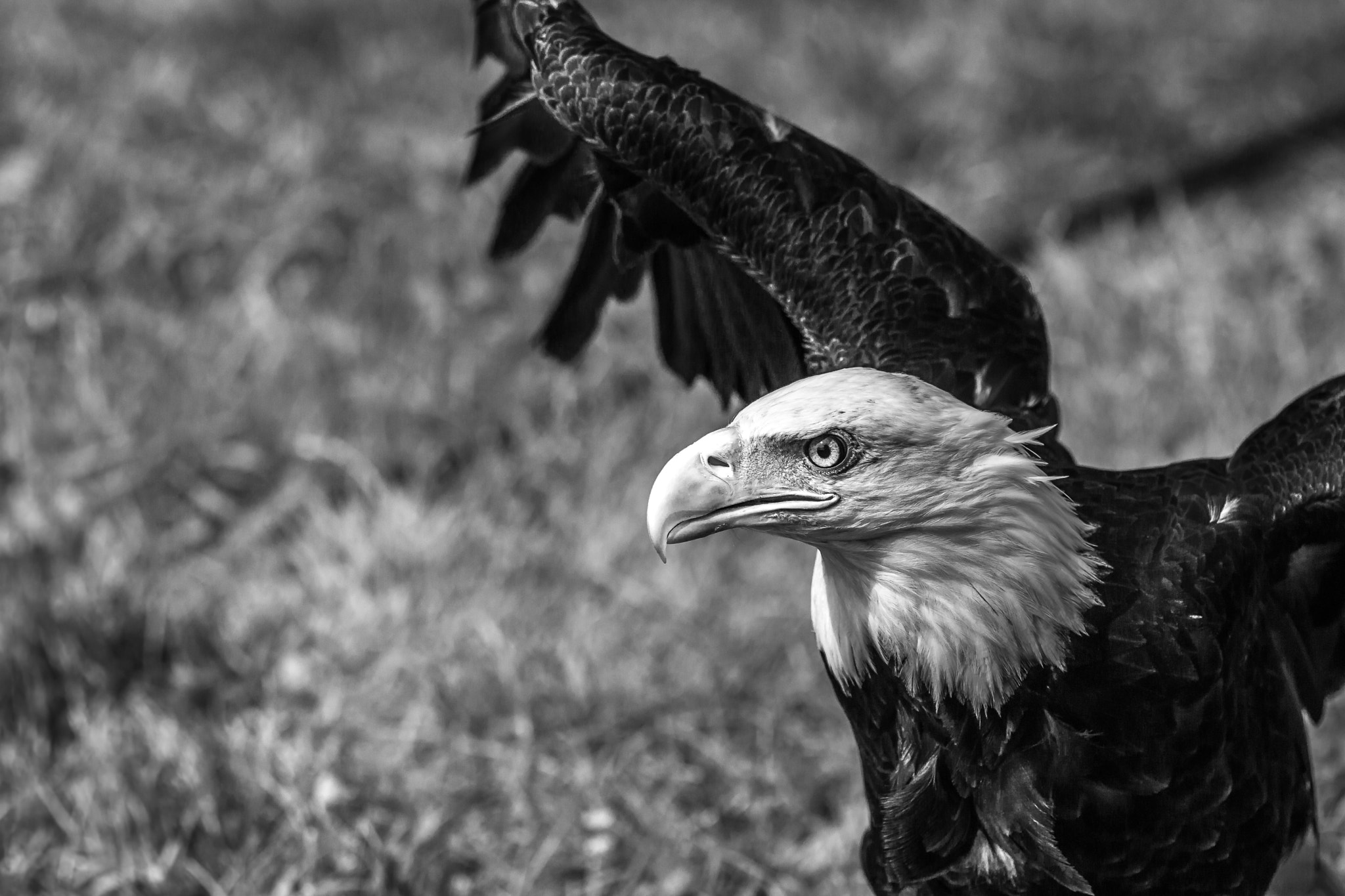 Canon EOS 70D + Tamron SP AF 70-200mm F2.8 Di LD (IF) MACRO sample photo. Felix becker bw photography