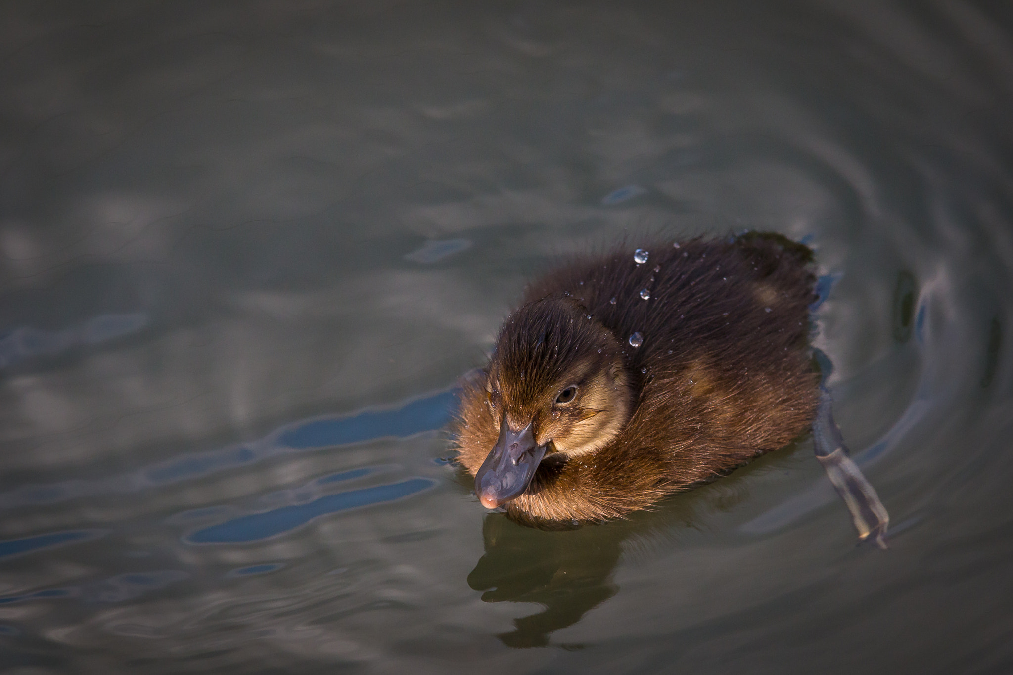 Canon EOS 70D + Tamron SP AF 70-200mm F2.8 Di LD (IF) MACRO sample photo. Felix becker animals photography