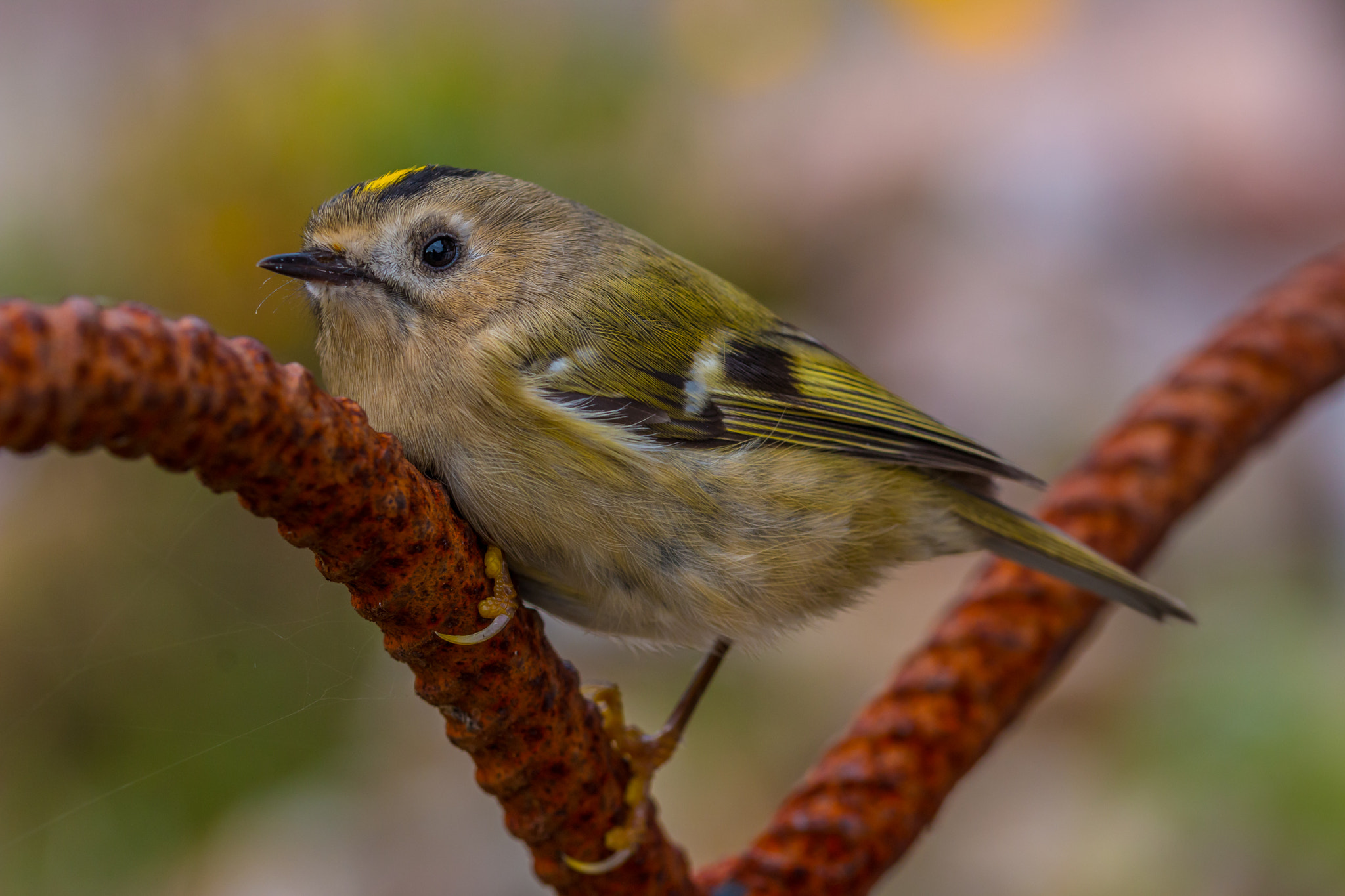 Sigma 105mm F2.8 EX DG OS HSM sample photo. Felix becker animals photography
