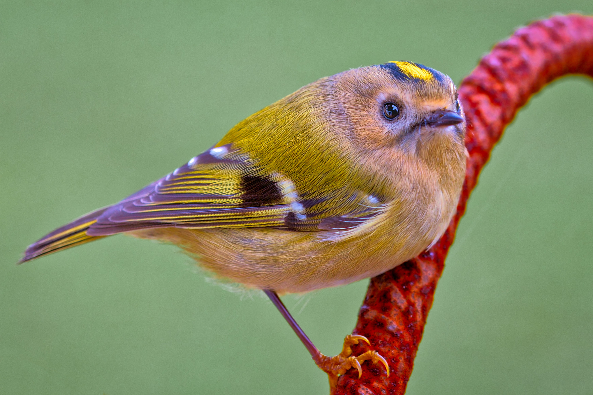 Sigma 105mm F2.8 EX DG OS HSM sample photo. Felix becker animals photography