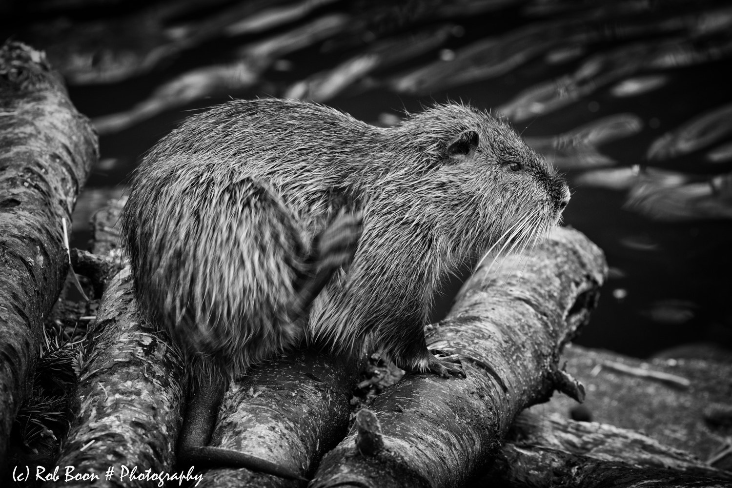 Canon EOS 5DS sample photo. Musk rat photography