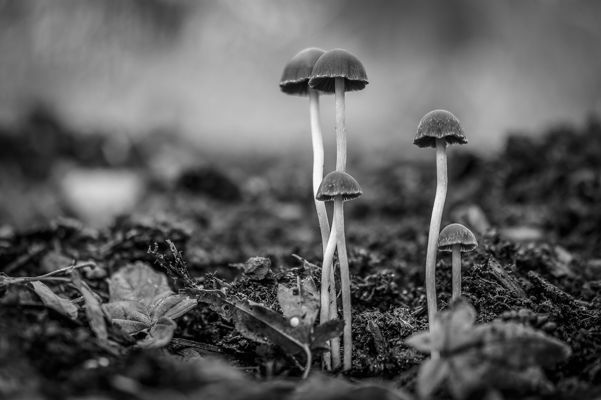 Sigma 105mm F2.8 EX DG OS HSM sample photo. Felix becker bw photography