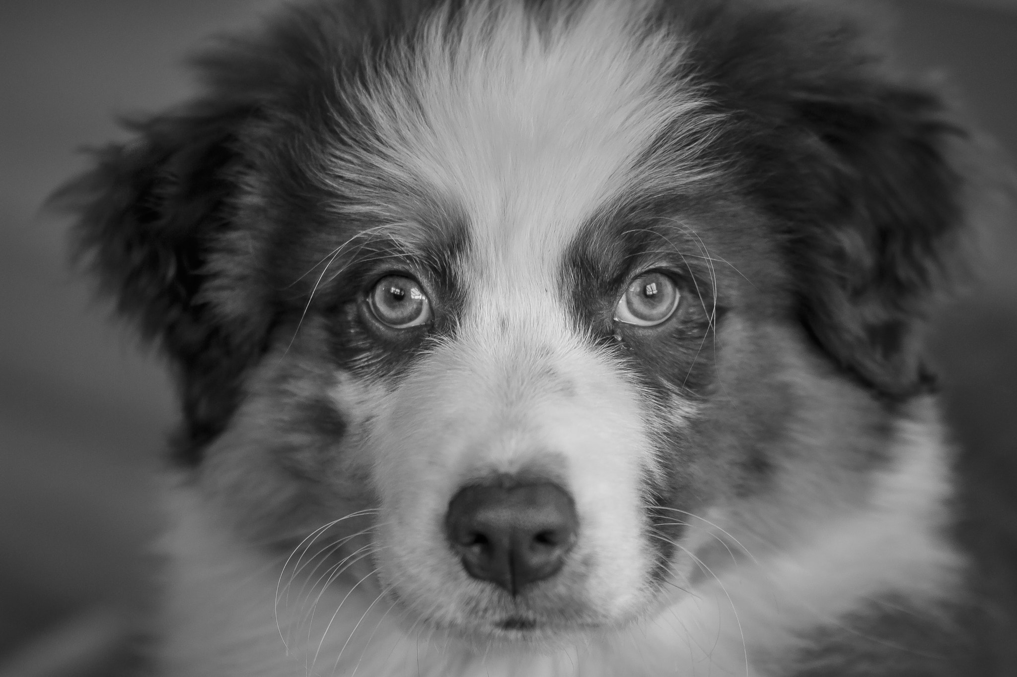 Sigma 105mm F2.8 EX DG OS HSM sample photo. Felix becker bw photography