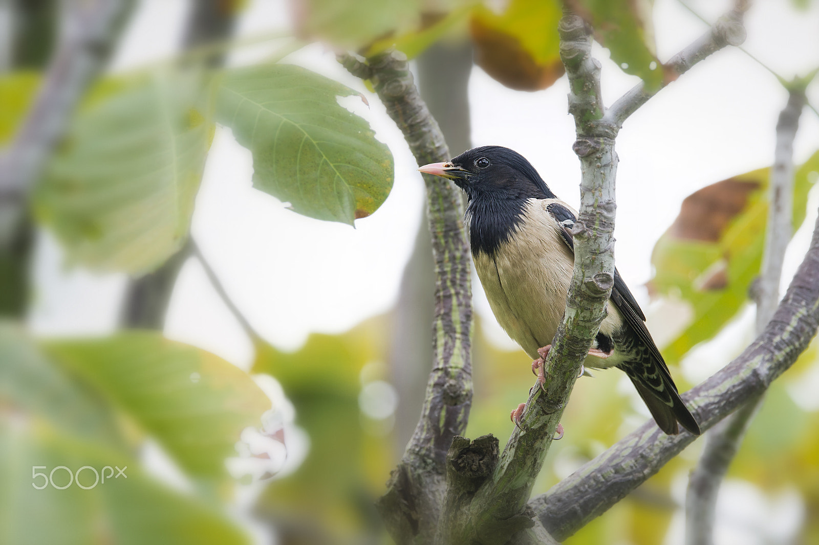 Nikon D4 + Nikon AF-S Nikkor 600mm F4E FL ED VR sample photo. Rosy starling photography