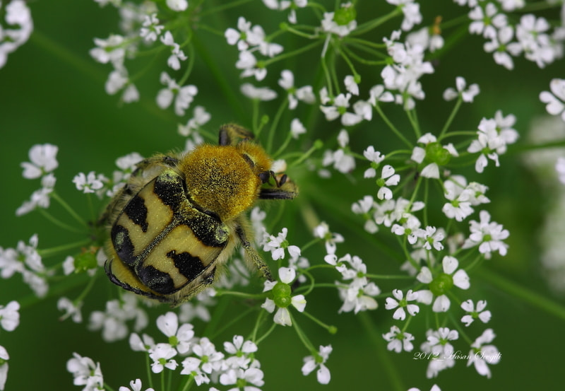 Canon 150mm sample photo. Coleopter photography
