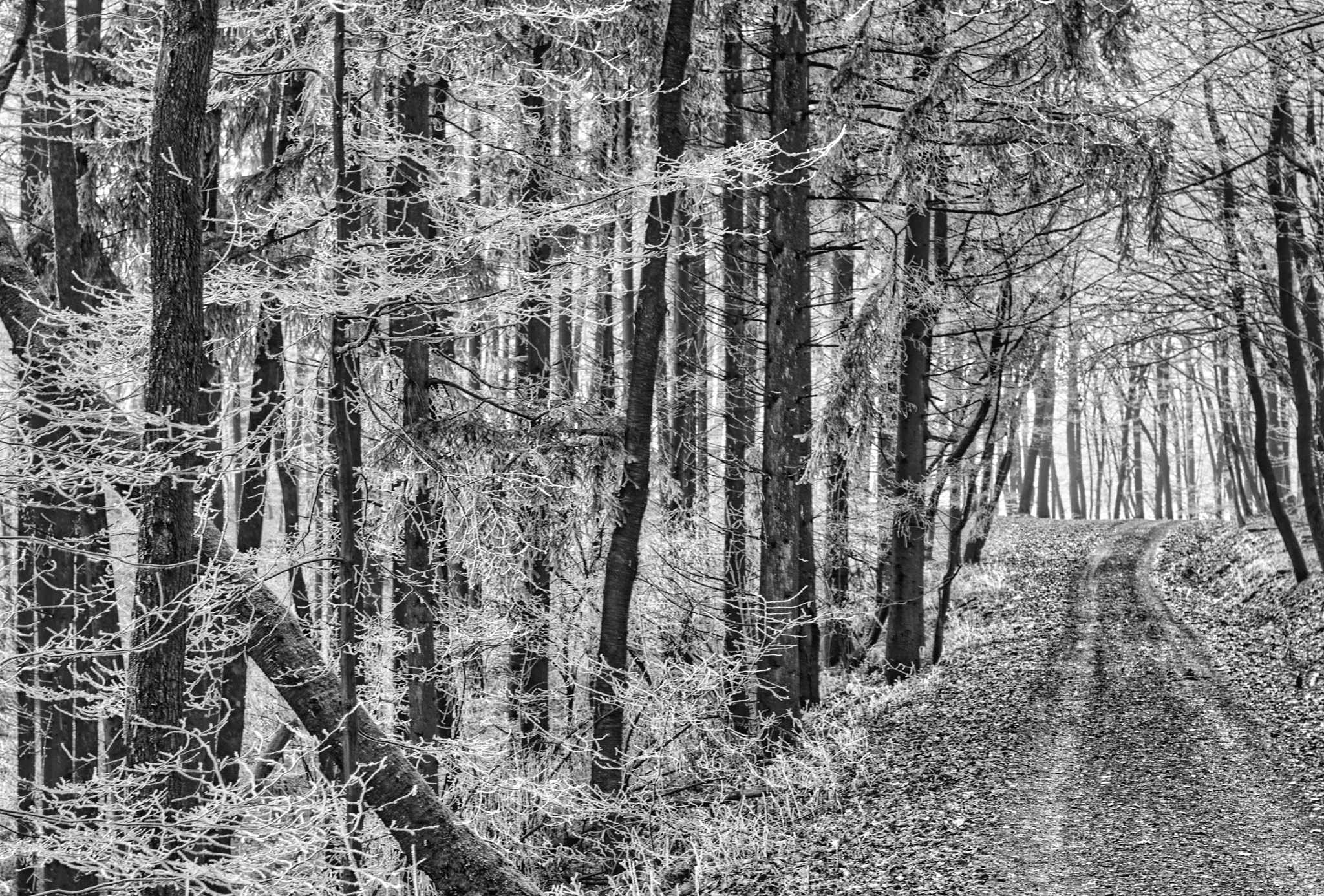 Sigma 50mm F1.4 EX DG HSM sample photo. Felix becker bw photography