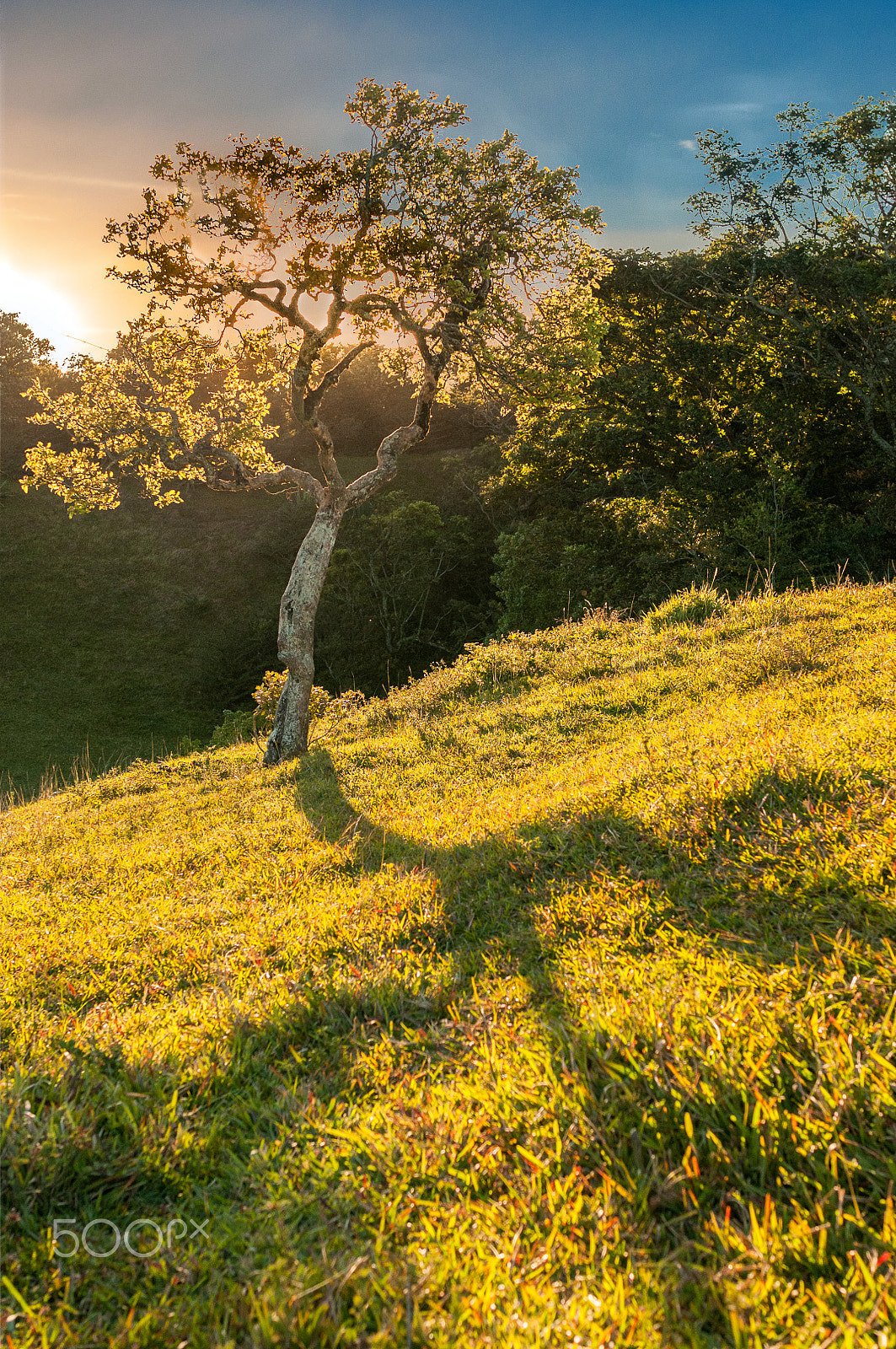 Nikon D300 + Nikon AF-S Nikkor 28mm F1.8G sample photo. Sunset behind a tree photography