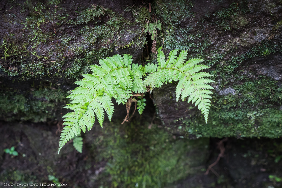 Panasonic Lumix DMC-GX85 (Lumix DMC-GX80 / Lumix DMC-GX7 Mark II) sample photo. Home photography