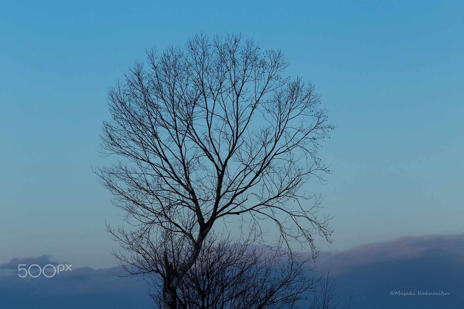 Canon EF 70-200mm F4L IS USM sample photo. Single wing photography