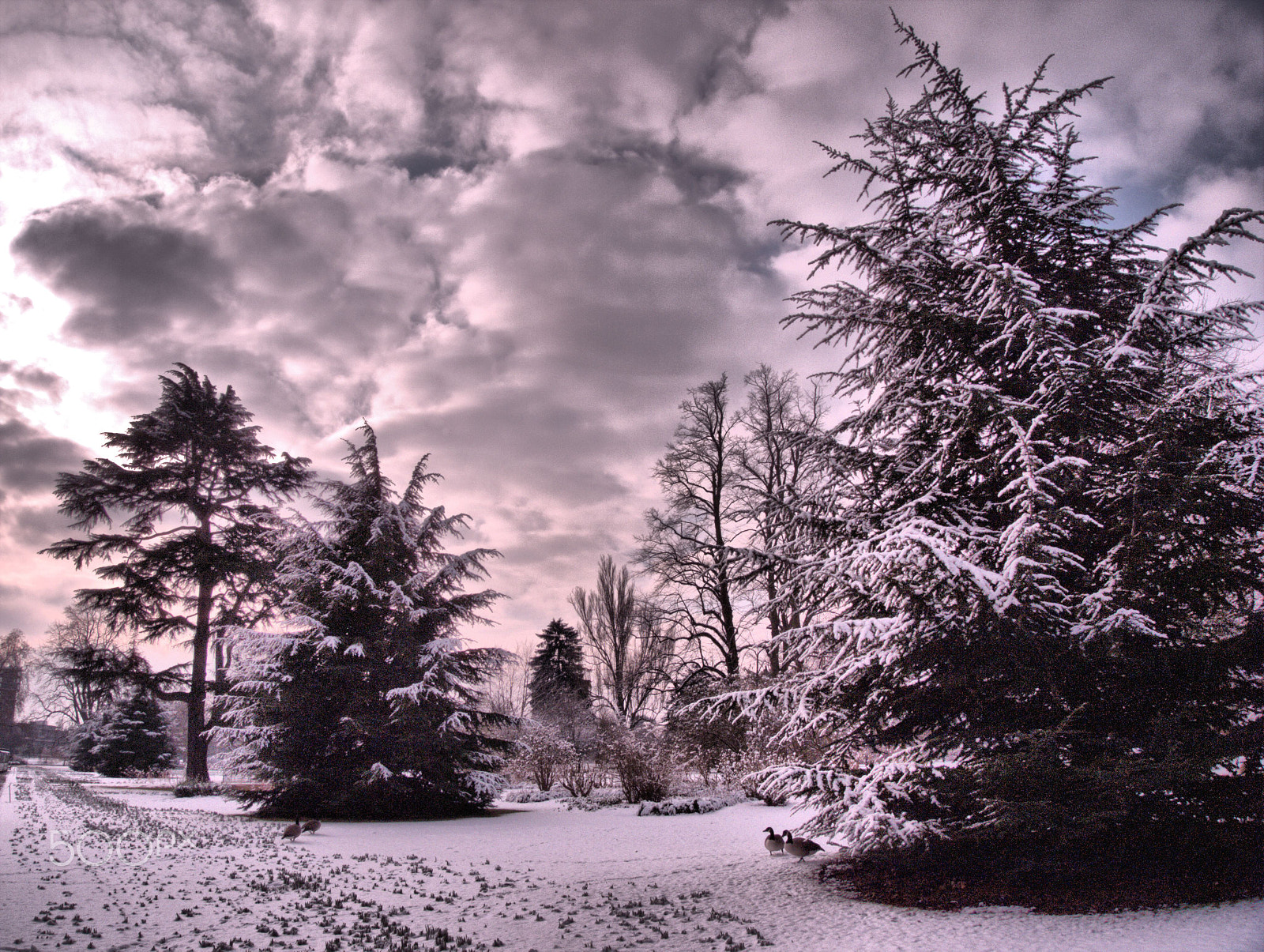 Olympus PEN E-PL2 sample photo. Geese in the snow photography