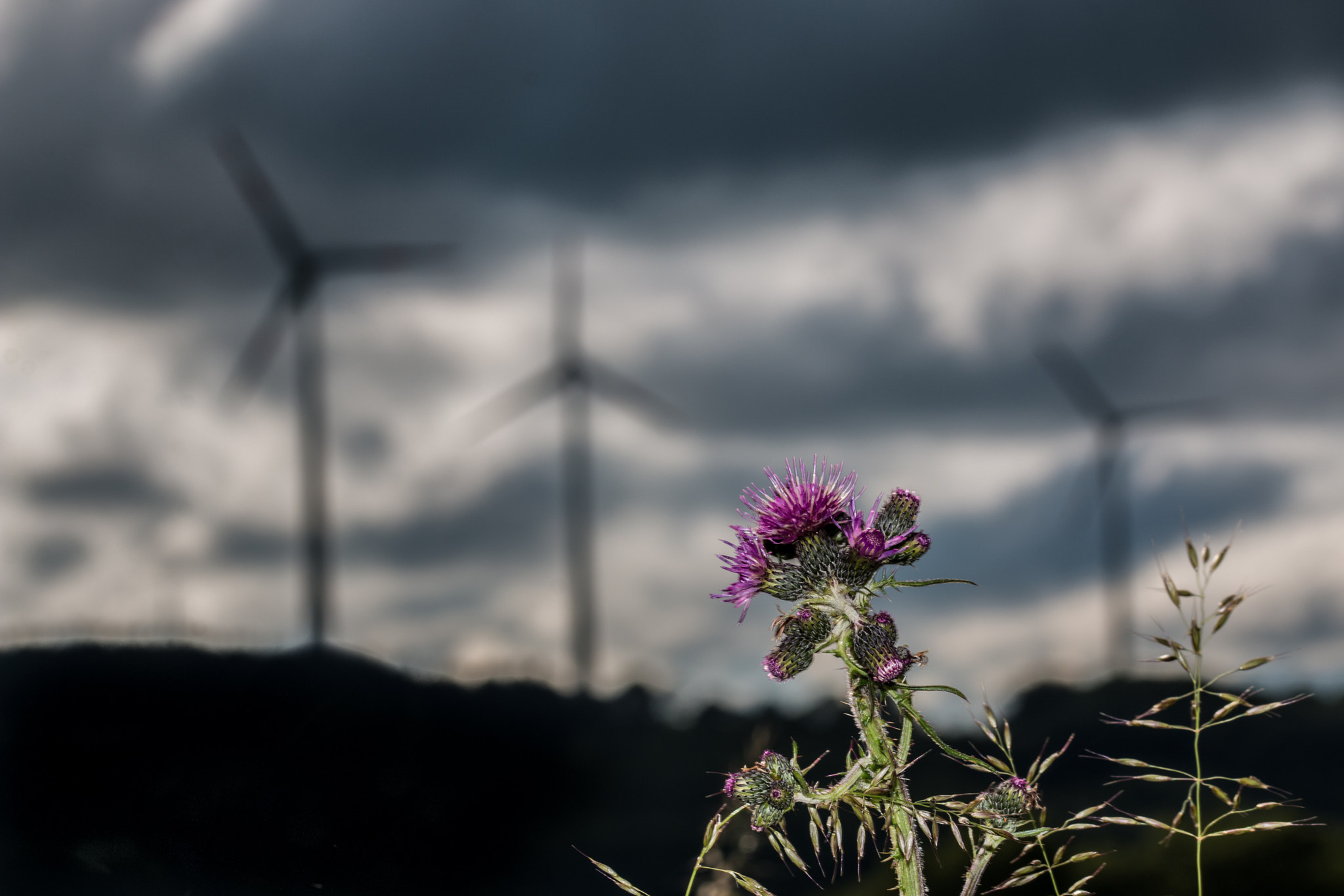 Sigma 105mm F2.8 EX DG OS HSM sample photo. Felix becker landscapes photography