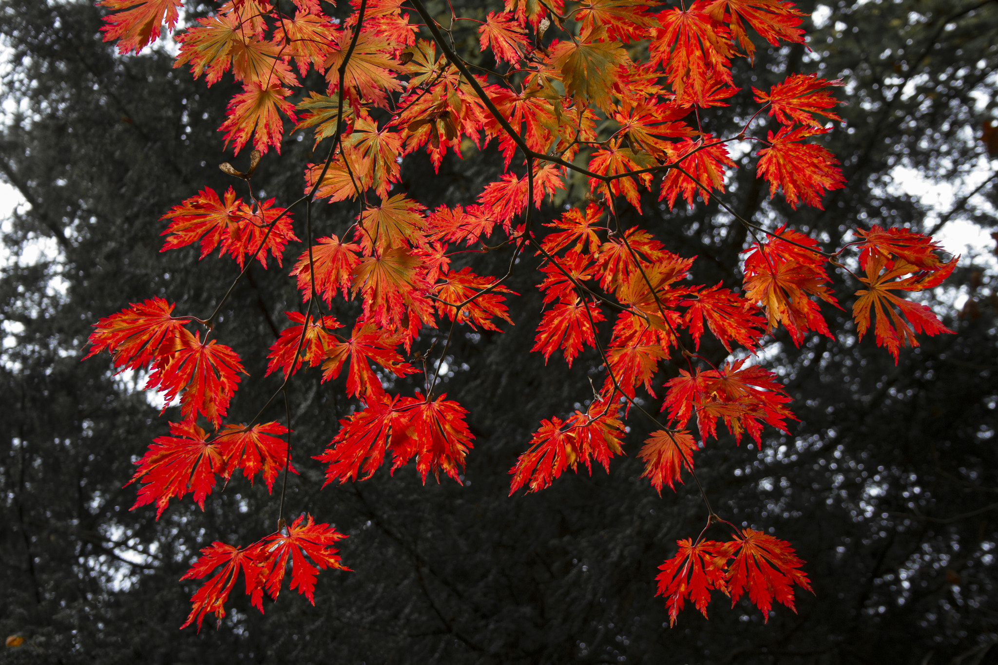 Canon EOS 7D sample photo. 30408095696.jpg photography