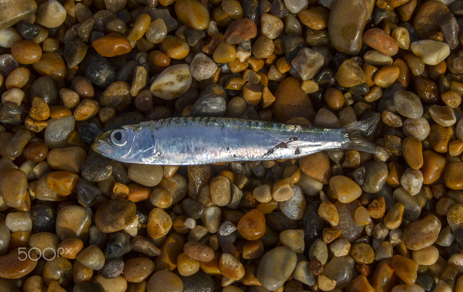 Canon EOS 7D sample photo. Sprat photography