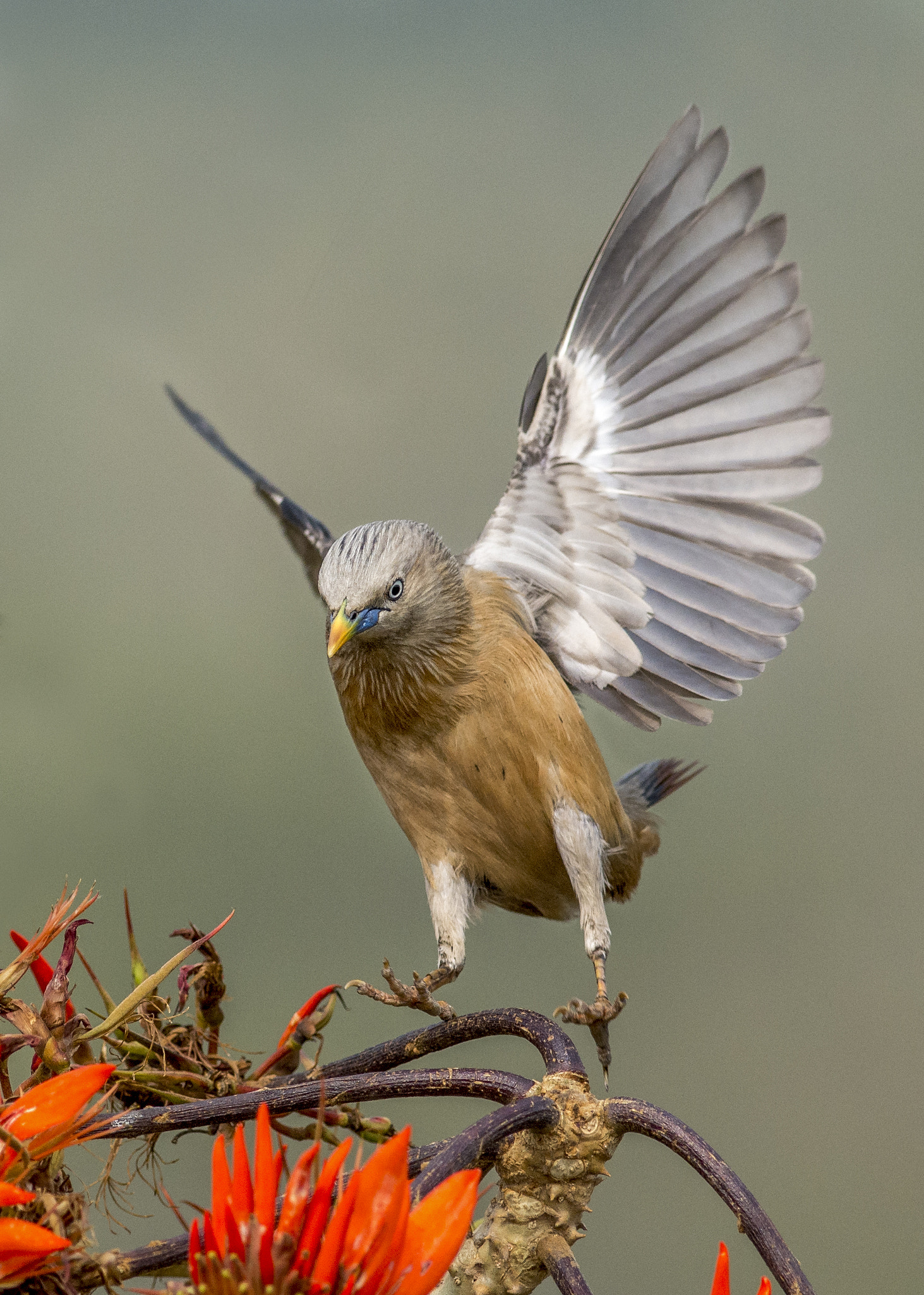 Nikon D7200 + Nikon AF-S Nikkor 300mm F4D ED-IF sample photo. Landing photography