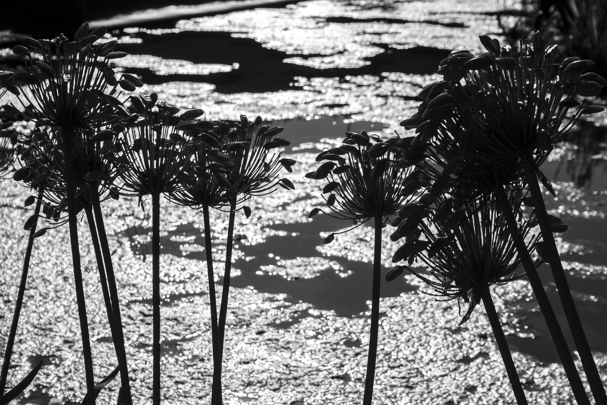 Canon EOS 7D sample photo. 30338349985.jpg photography