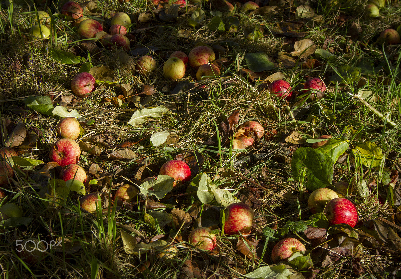 Canon EOS 7D + Canon EF-S 18-55mm F3.5-5.6 II sample photo. Autumn fruit windfalls photography