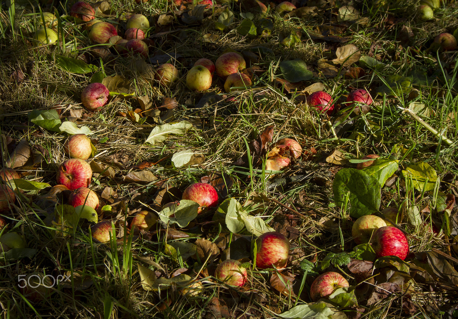 Canon EF-S 18-55mm F3.5-5.6 II sample photo. Autumn fruit windfalls photography
