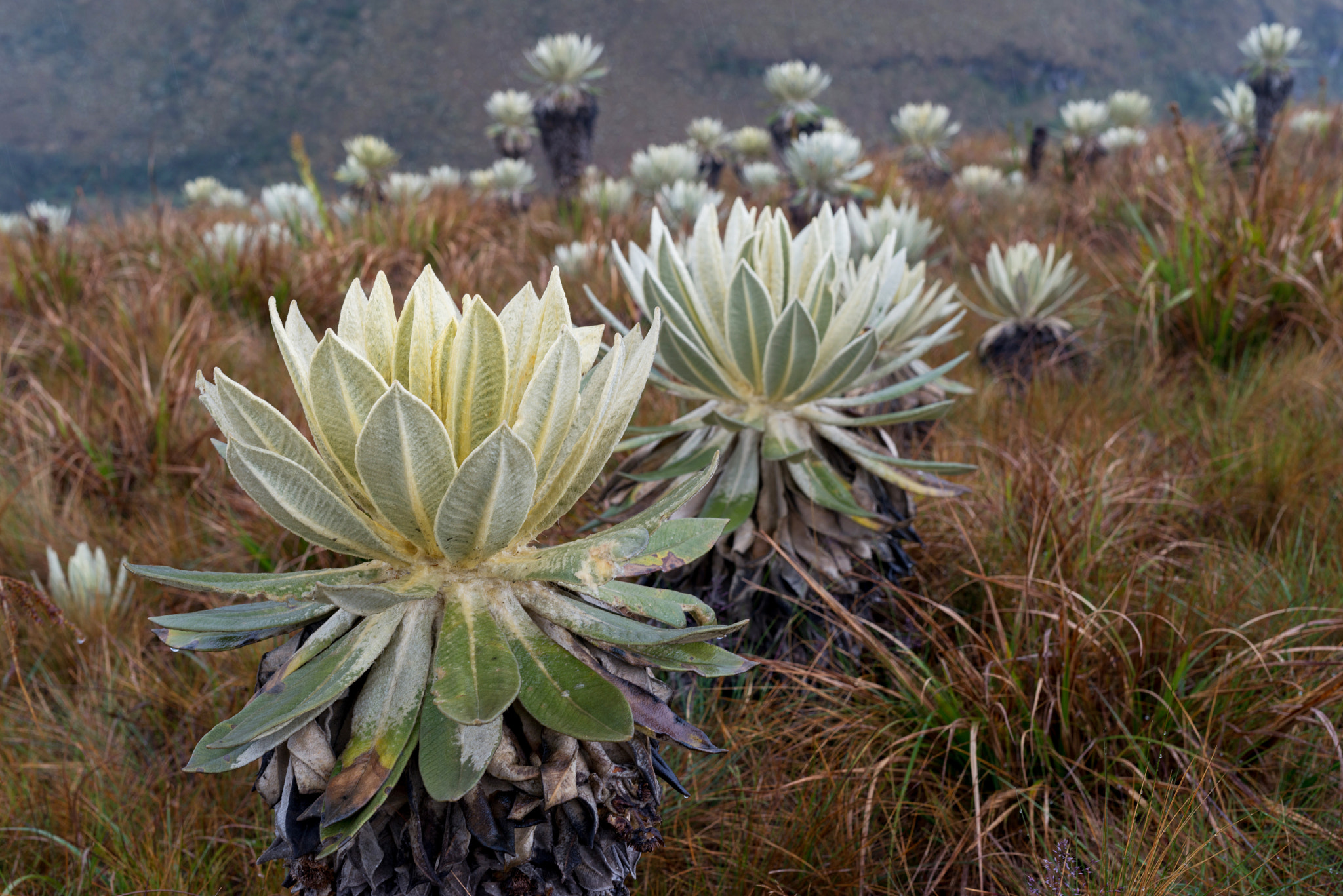Nikon D800 + Sigma 50mm F1.4 DG HSM Art sample photo. The flora of the highlands of the andes photography
