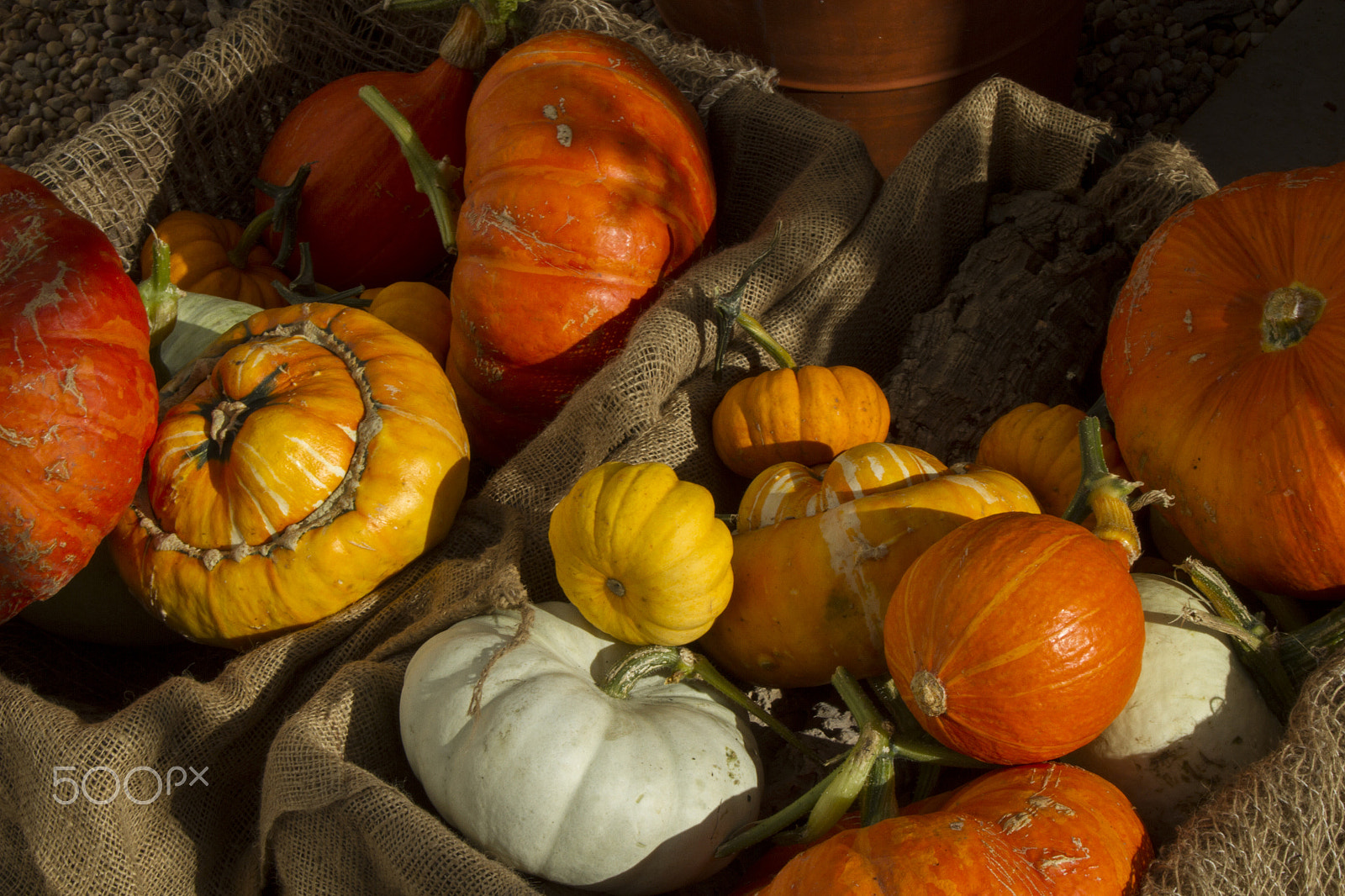 Canon EOS 7D + Canon EF-S 18-55mm F3.5-5.6 II sample photo. Pumpkins and gourds photography