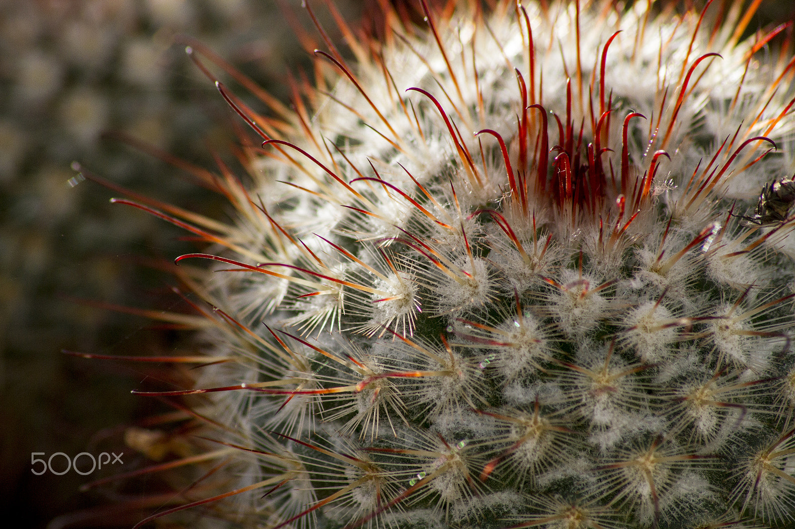 Canon EOS 7D sample photo. Autumn harvest.jpg photography