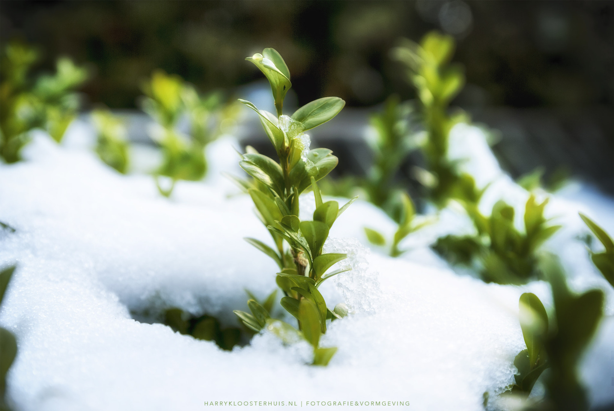 Nikon D80 + Tamron SP AF 17-50mm F2.8 XR Di II VC LD Aspherical (IF) sample photo. Spring is coming photography