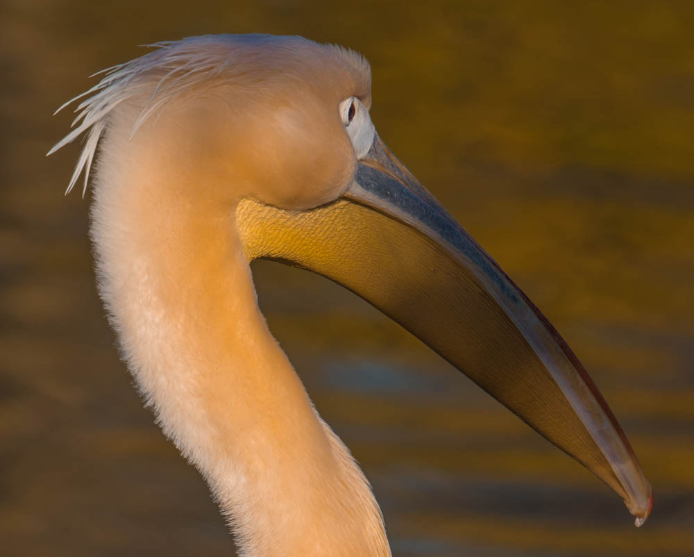 Nikon Nikkor AF-S 300mm F4E PF ED VR sample photo. Regard de pelican photography