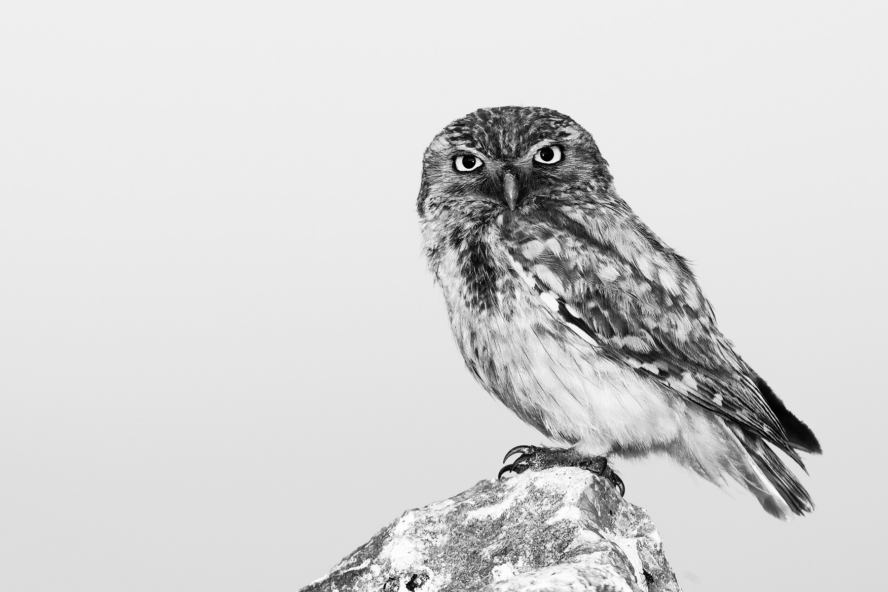 Canon EF 300mm F2.8L IS USM sample photo. Little owl photography
