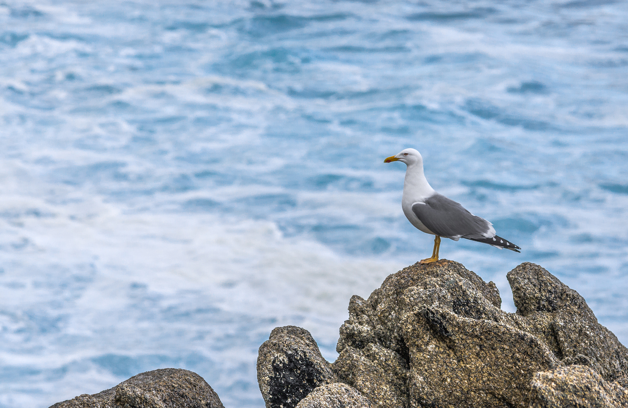 Pentax K-3 sample photo. The watcher photography