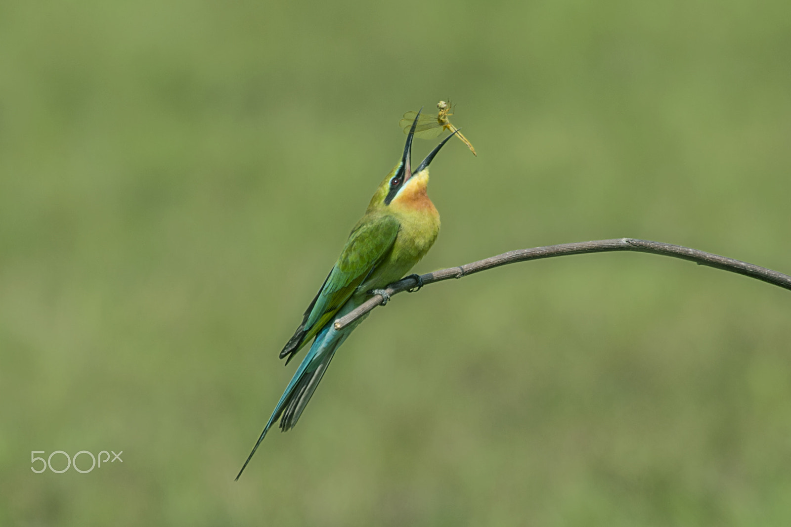 Nikon D4 sample photo. Blue tailed bee-eater photography