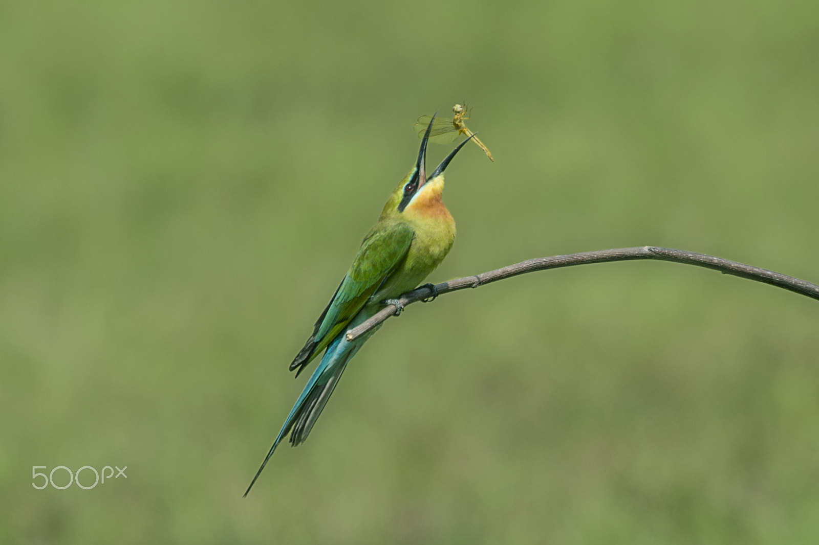 Nikon D4 + Nikon AF-S Nikkor 400mm F2.8G ED VR II sample photo. Blue tailed bee-eater photography