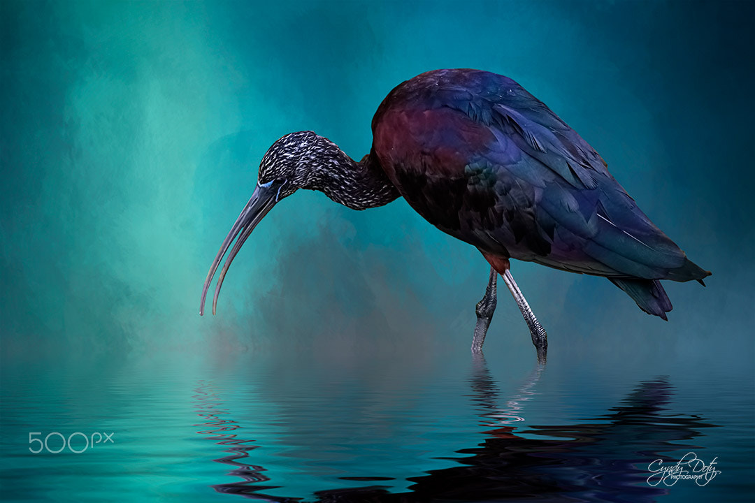 150-600mm F5-6.3 DG OS HSM | Contemporary 015 sample photo. Glossy ibis looking for breakfast photography