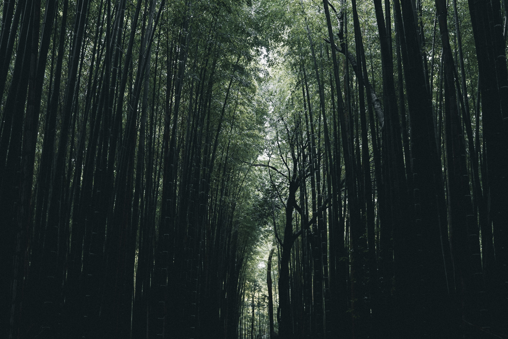 Sony a6000 + Sigma 30mm F1.4 DC DN | C sample photo. Alone in kyoto photography
